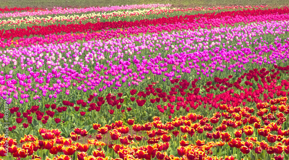 Tulips - spring flowers Tulips - spring flowers