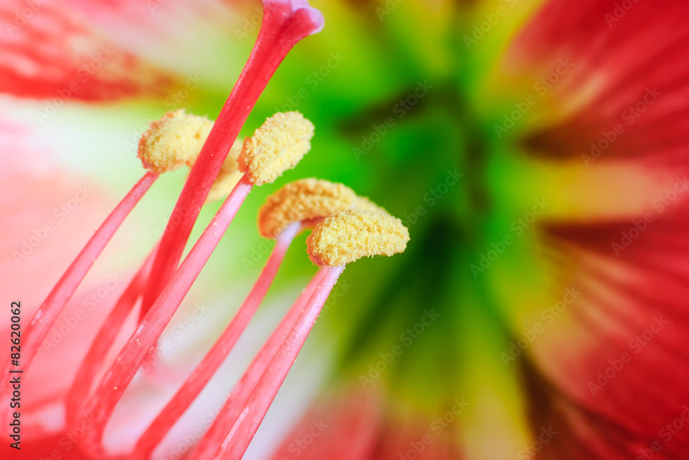 amaryllis flowe amaryllis flowe