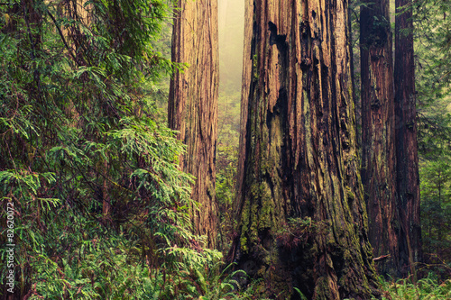 Dekoracja na wymiar  old-redwood-trees