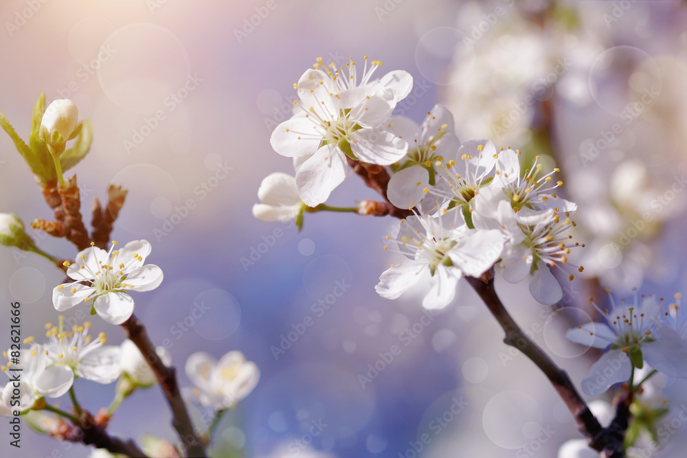 Cherry branches with flowers in sunny spring day.