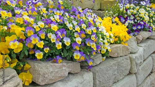 Fototapeta Naklejka Na Ścianę i Meble -  Hornveilchen