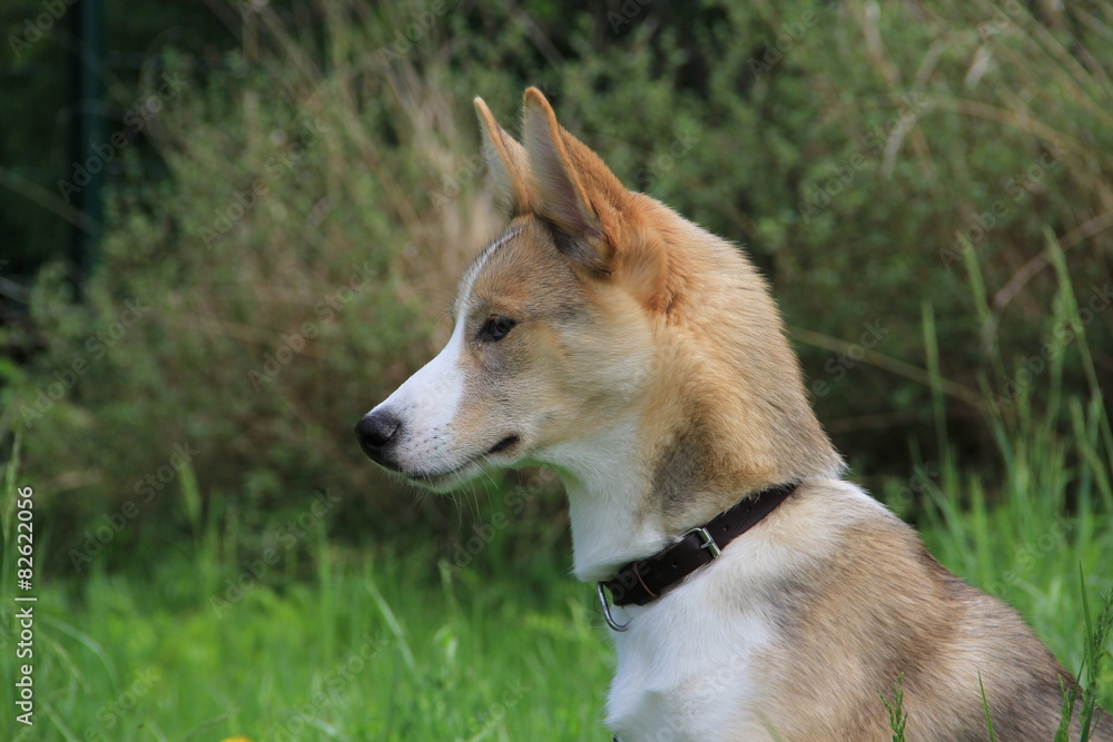 chien croisé husky border collie Stock Photo | Adobe Stock