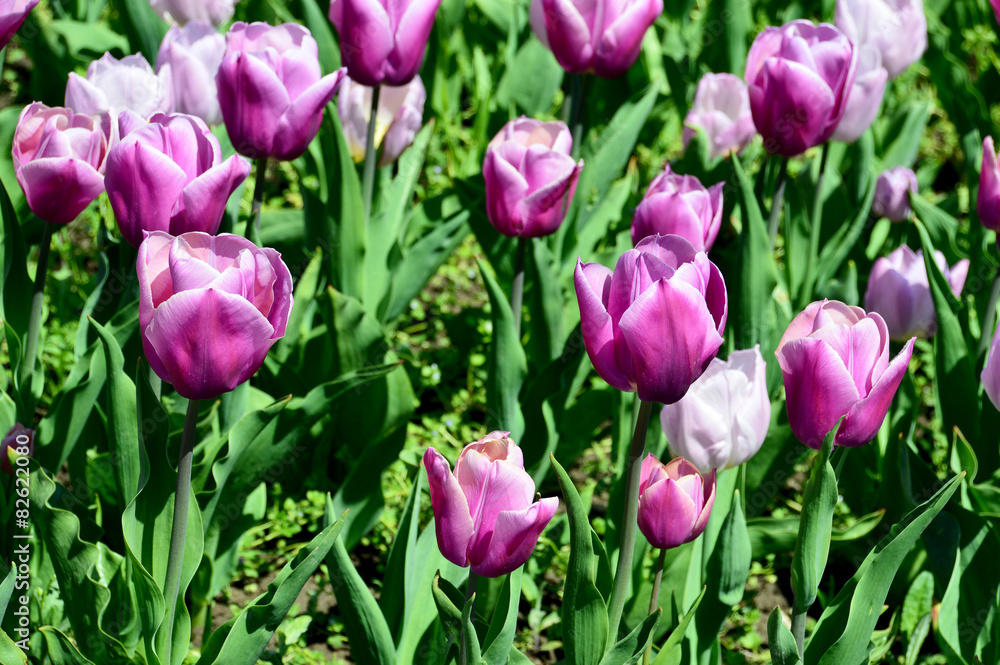 Tulpen in Rose und Violett