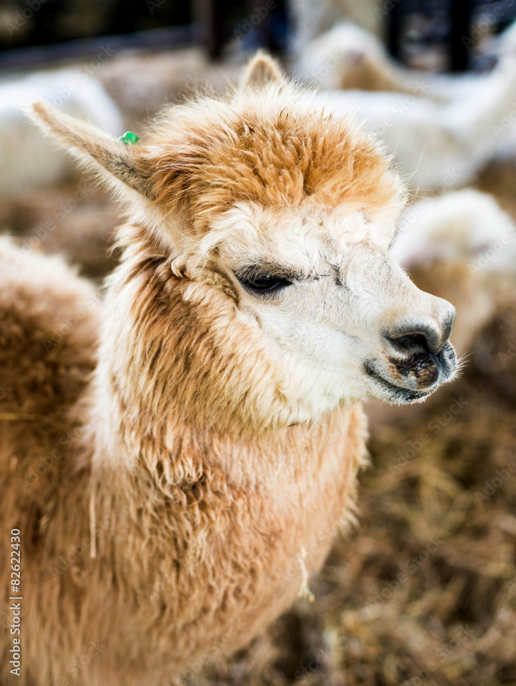 Alpaca in farm