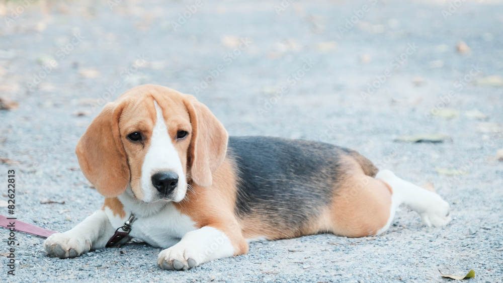 Nice beagle dog boy