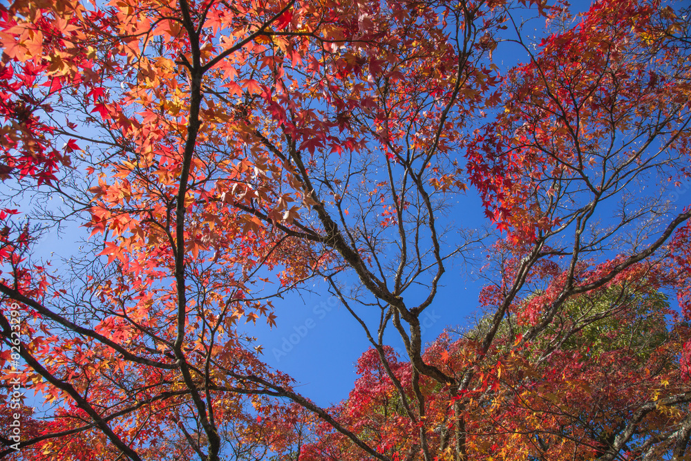 秋の京都の紅葉