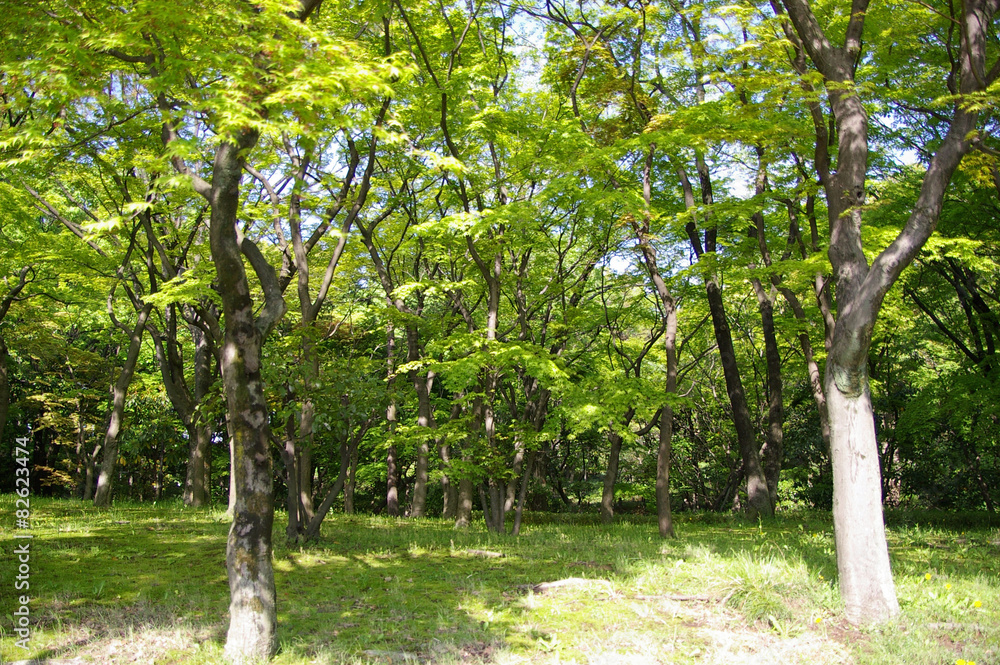 Fototapeta premium 北の丸公園の新緑