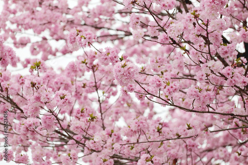 cherry Blossoms or Pink Sakura.