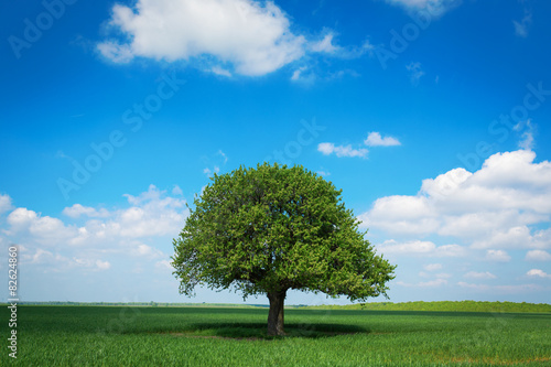 Single tree in a green field with blue sky and white clouds