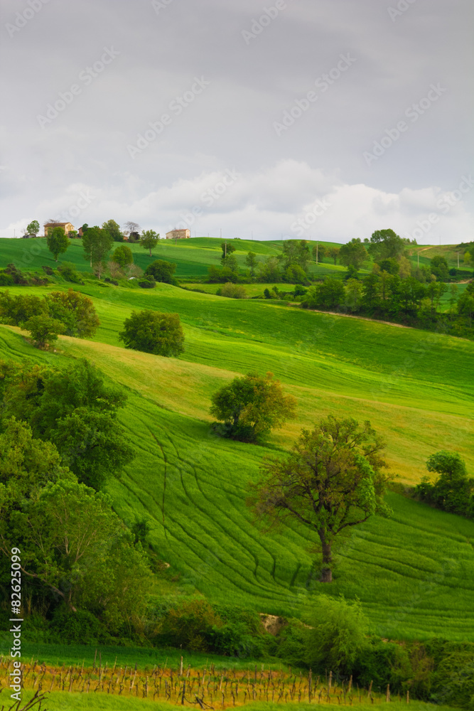 Colline verdi tipiche della campagna marchigiana Colline verdi tipiche della campagna marchigiana