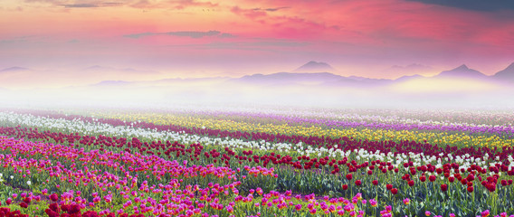 Wandcirkels Tulp Tulpenveld in ochtendmist  © panaramka