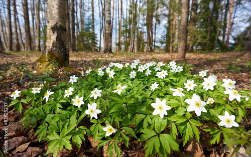 Forest flowers in spring