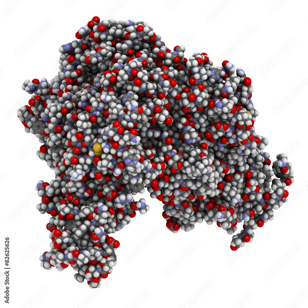 Ebola virus glycoprotein (GP), molecular structure. 