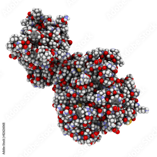 Fotografie Human pancreatic lipase (HPL) enzyme, in complex with colipase.