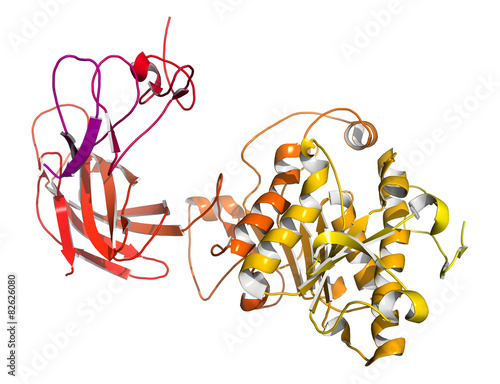 Human pancreatic lipase (HPL) enzyme, in complex with colipase. photo