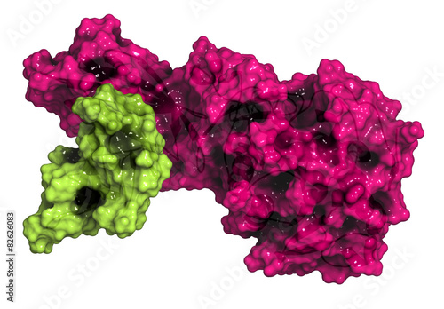 Human pancreatic lipase (HPL) enzyme, in complex with colipase.