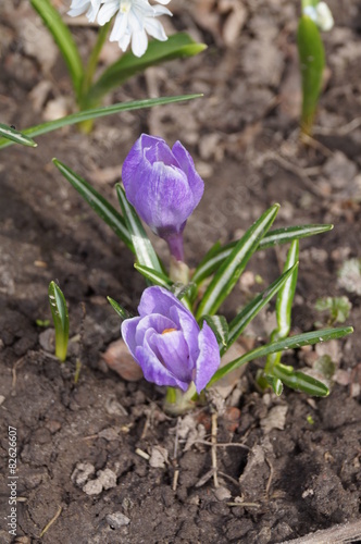 Violet flowers in soil © julietta24