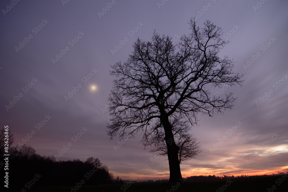 tree tree
