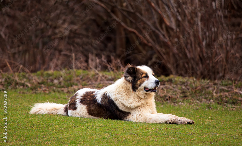 big dog resting