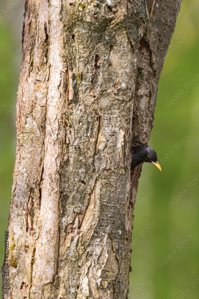 Obraz premium Starling in a nest hole