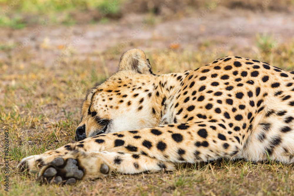 Fototapeta premium Cheetah lying and sleeping