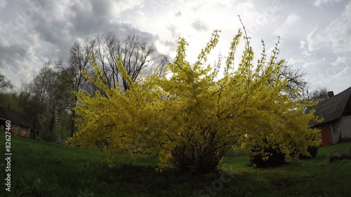 blossoming yellow spring bush in farm. Timelapse 4K