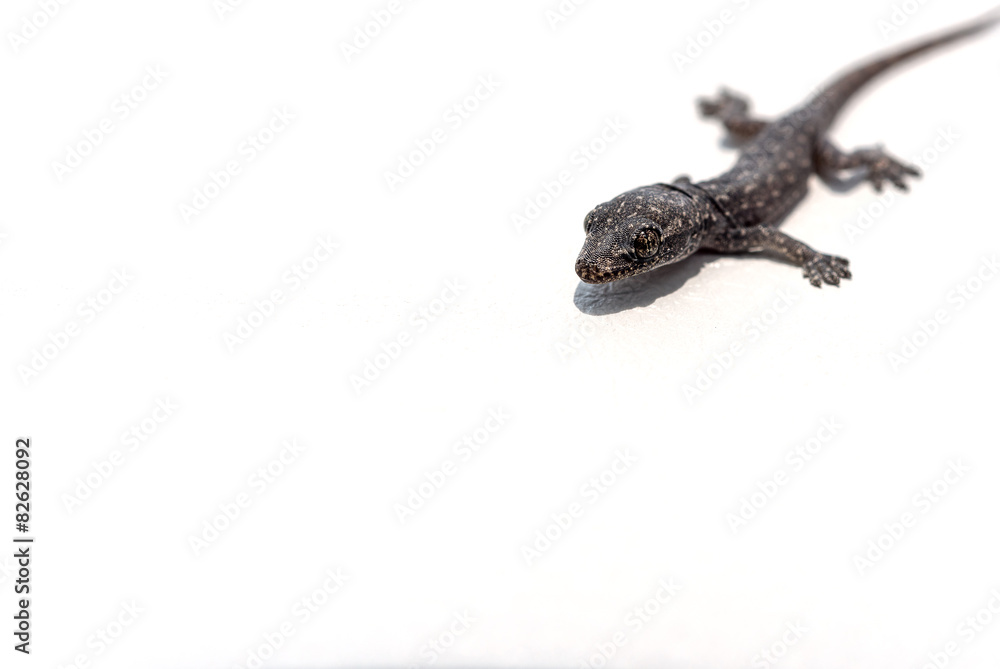 Naklejka premium Baby lizard