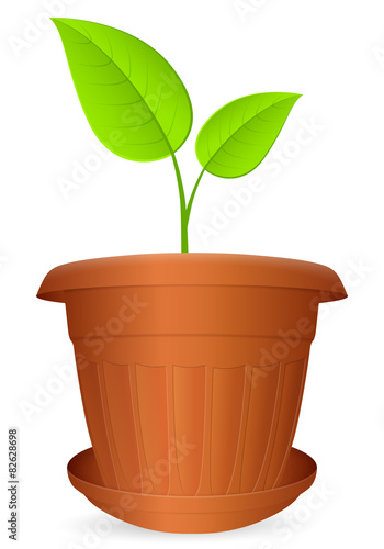 Flowerpot plant
