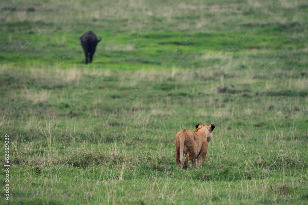 Fototapeta premium Predator and prey