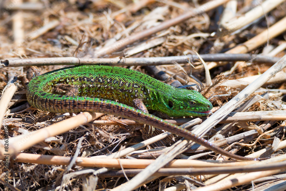 Fototapeta premium Lizard