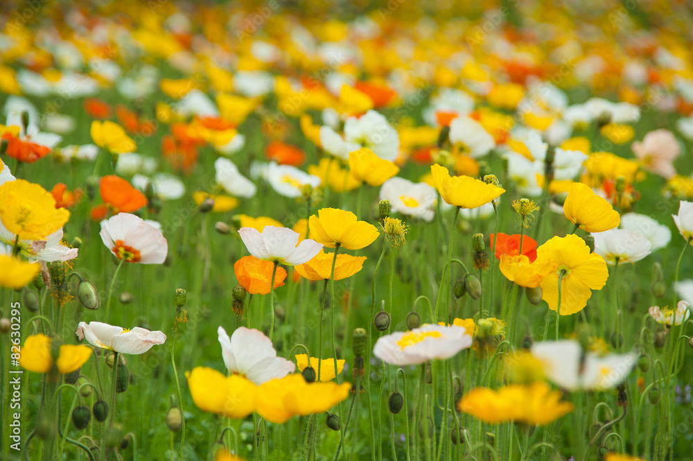 Poppy field Poppy field