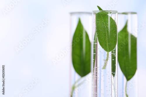 Green leaves in test tubes on color background