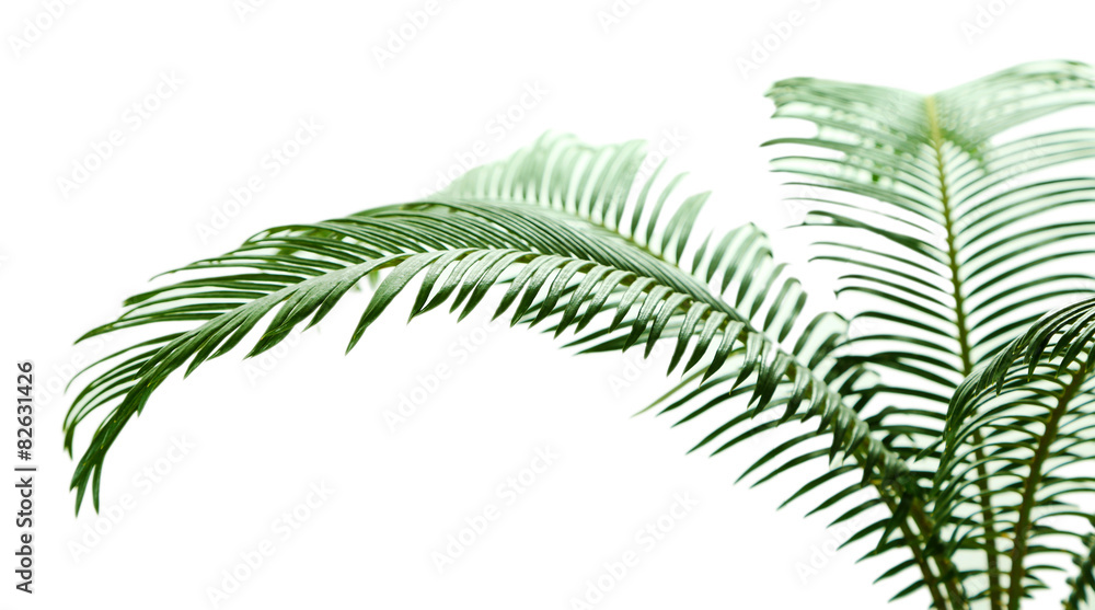 Fototapeta premium Green palm tree on light background