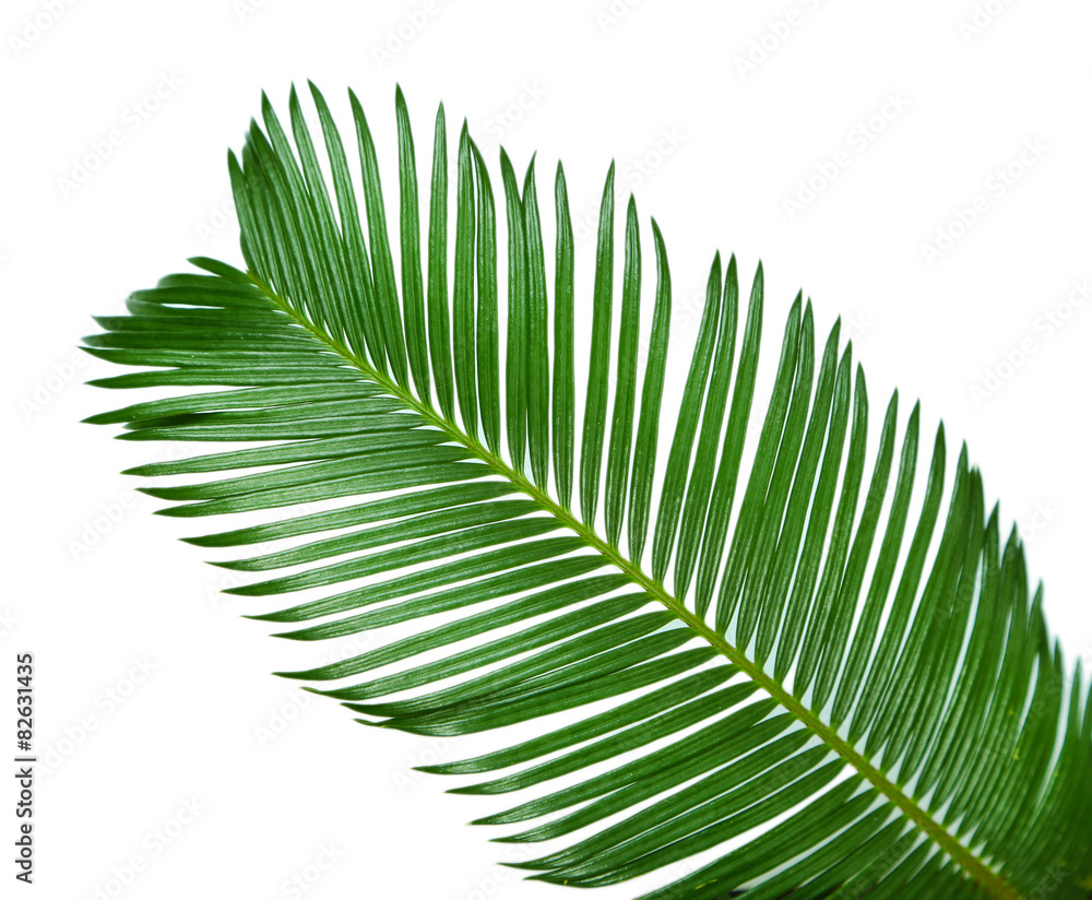 Obraz premium Green palm branch on light background
