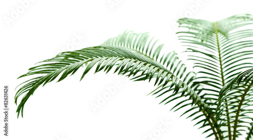 Fototapeta Naklejka Na Ścianę i Meble -  Green palm tree on light background