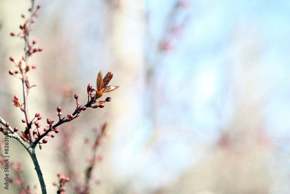 Fresh spring leaves on branch, on blue sky background