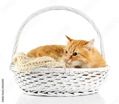 Red cat in wicker basket, isolated on white background © Africa Studio