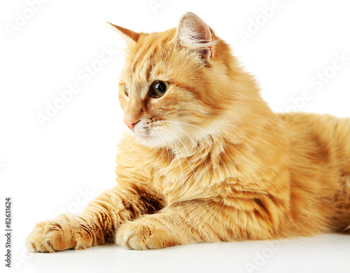 Red cat isolated on white background