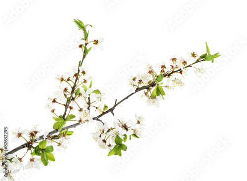 Flowering branch isolated on white