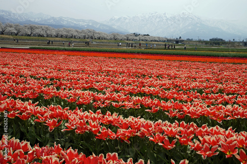 Wallpaper Mural 舟川べり　サクラとチューリップと北アルプス Torontodigital.ca