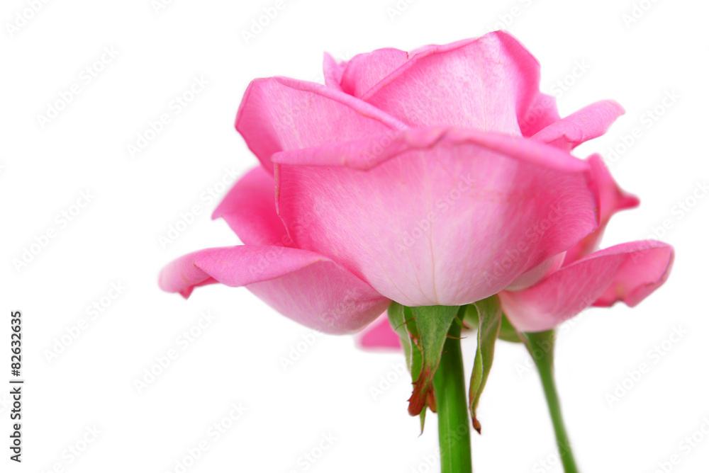 Beautiful pink roses, closeup Beautiful pink roses, closeup