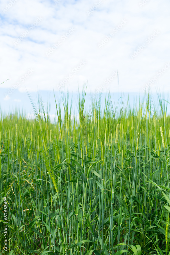 Obraz premium ライ麦畑