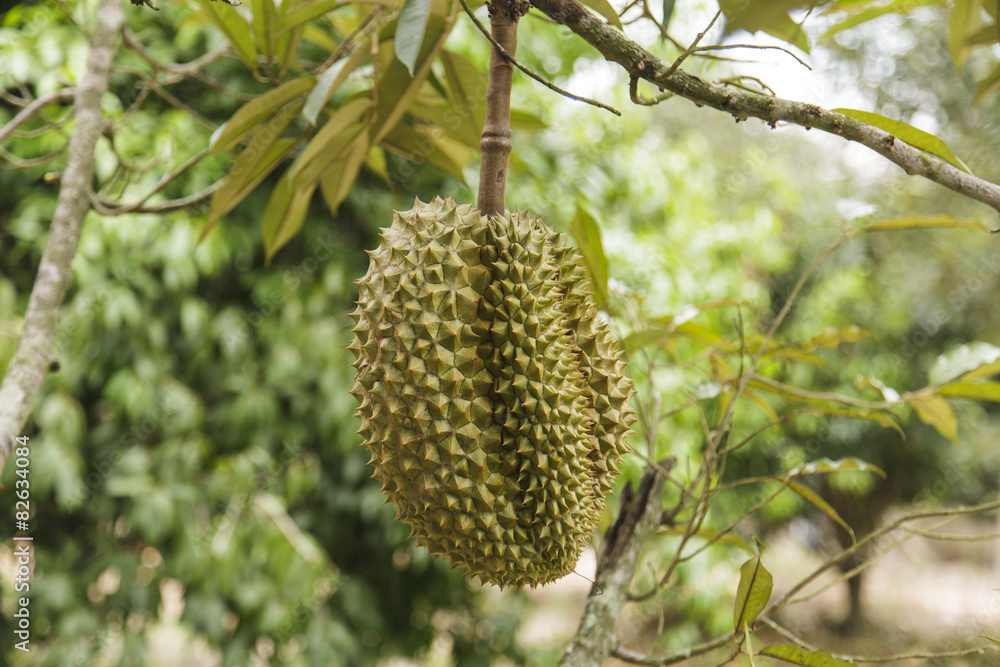 Durian on tree Durian on tree