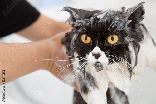 Fototapeta Naklejka Na Ścianę i Meble -  Bathing a cat