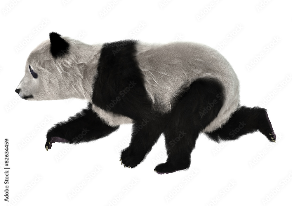 Obraz premium Panda Bear Cub