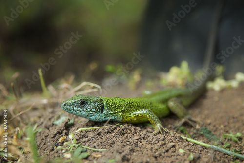 Green domestic lizard looking at camera