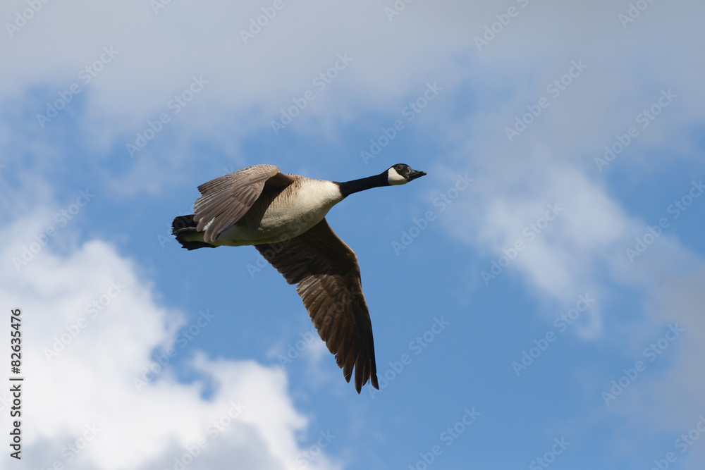 Obraz premium Canada Goose, Branta canadensis