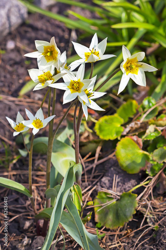 Тюльпан туркестанский (Tulipa turkestanica)