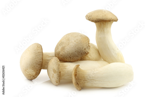 King oyster mushroom (Pleurotus Eringii) on a white background