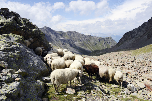 Mont Emilius, sheeps